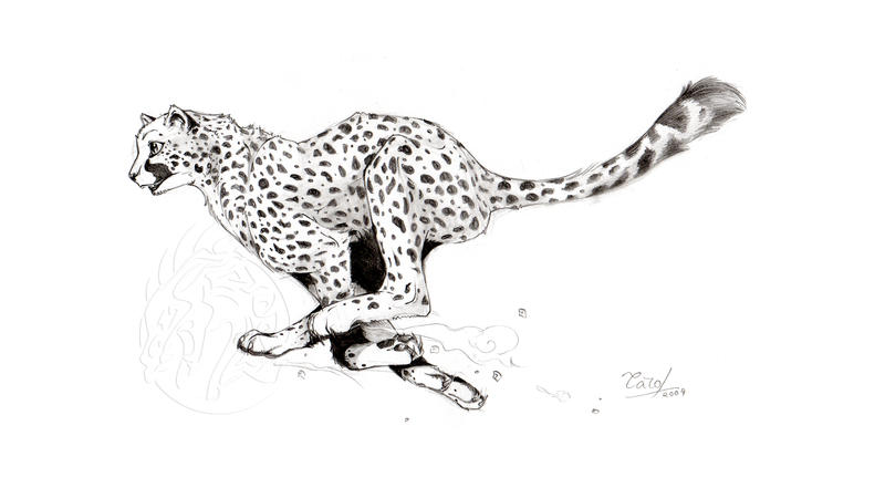 Running Cheetah