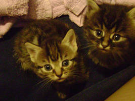 uno's kittens 2
