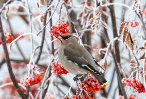 Bohemian Waxwing by JestePhotography