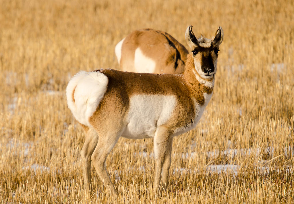 Pronghorn