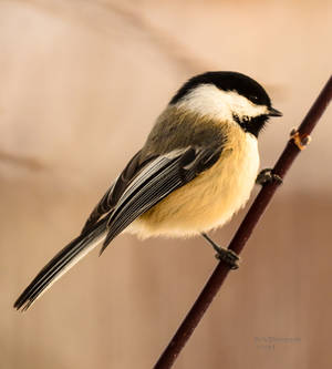 Chickadee - Out on a Limb