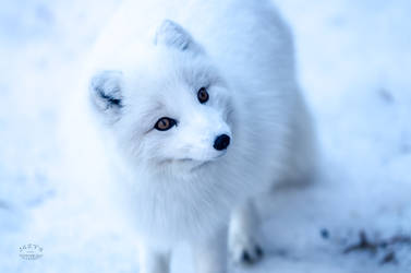 Arctic Fox - Feed me I am cute! by JestePhotography