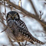 Northern hawk-owl - Backlit