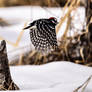 Downy Woodpecker - Flight