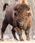 Wood Bison - Be Afraid by JestePhotography