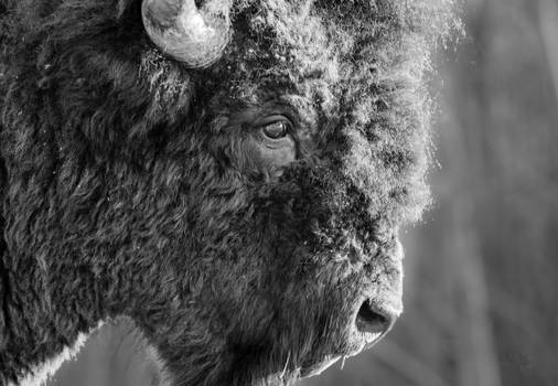 Wood Bison - Sad Eyes