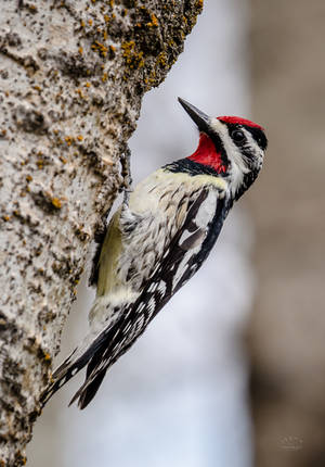 Yellow Bellied Sapsucker - Male by JestePhotography Yellow Bellied Sapsucker - Male by JestePhotography