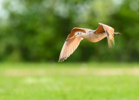 Marbled Godwit - Mach 1