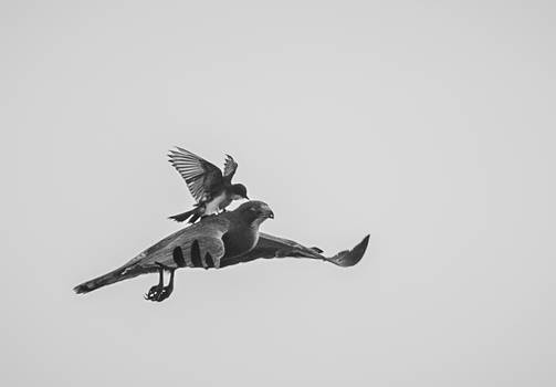 Swainson's Hawk - Headache