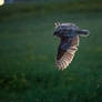 Great horned owl - night shot