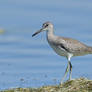 Willet