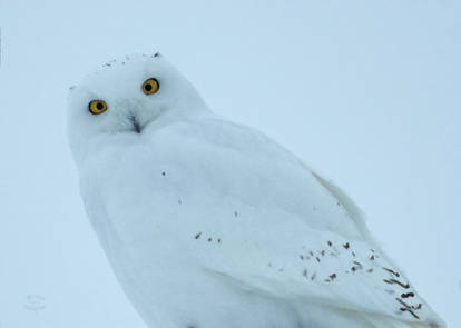 Snowy Male - Stare