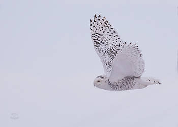 Snowy Flight - Overcast day