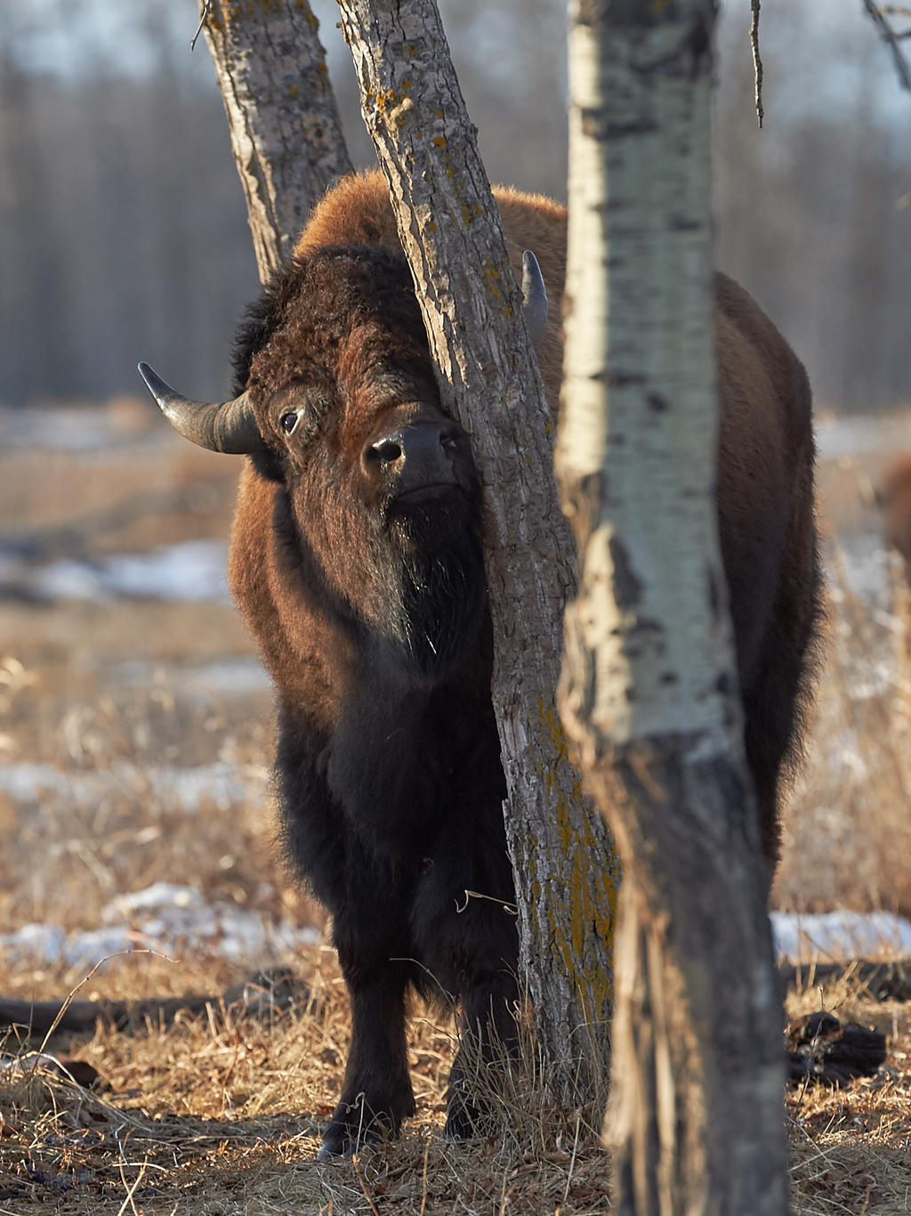 Bison-Treehugger