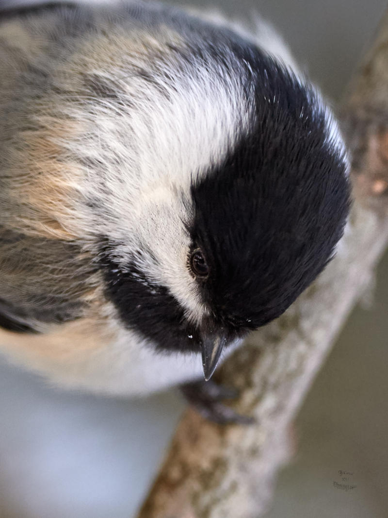 Chickadee-Curious