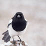 Magpie -Eyes