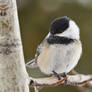 The Chickadee Perch