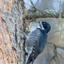 Black Backed Woodpecker - Female