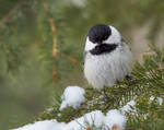 Black Capped Chickadee in Spruce by JestePhotography