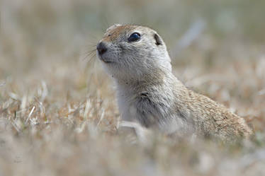 Ground Squirrel-Eye to Eye