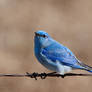 Mountain Bluebird - Favored Perch