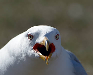 Gull-Angry Birds