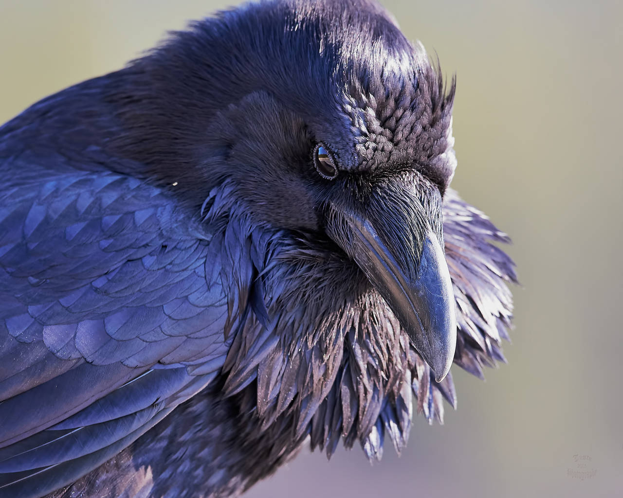 Raven -The Watcher by JestePhotography