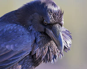 Raven -The Watcher