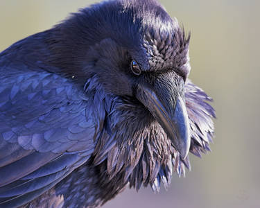 Raven -The Watcher