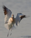 American Avocet-Dainty by JestePhotography