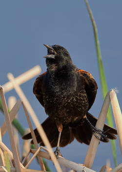 Red-Winged Blackbird - Singin away