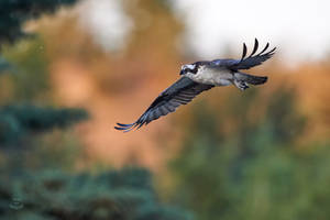 Osprey-Evening Hunt