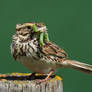 Savannah Sparrow-A mouthful