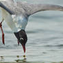 Franklin's Gull-Dip