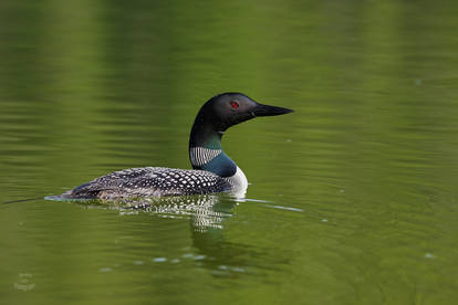 Common Loon - Jewel