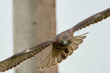 Swainson's Hawk - Eye on it