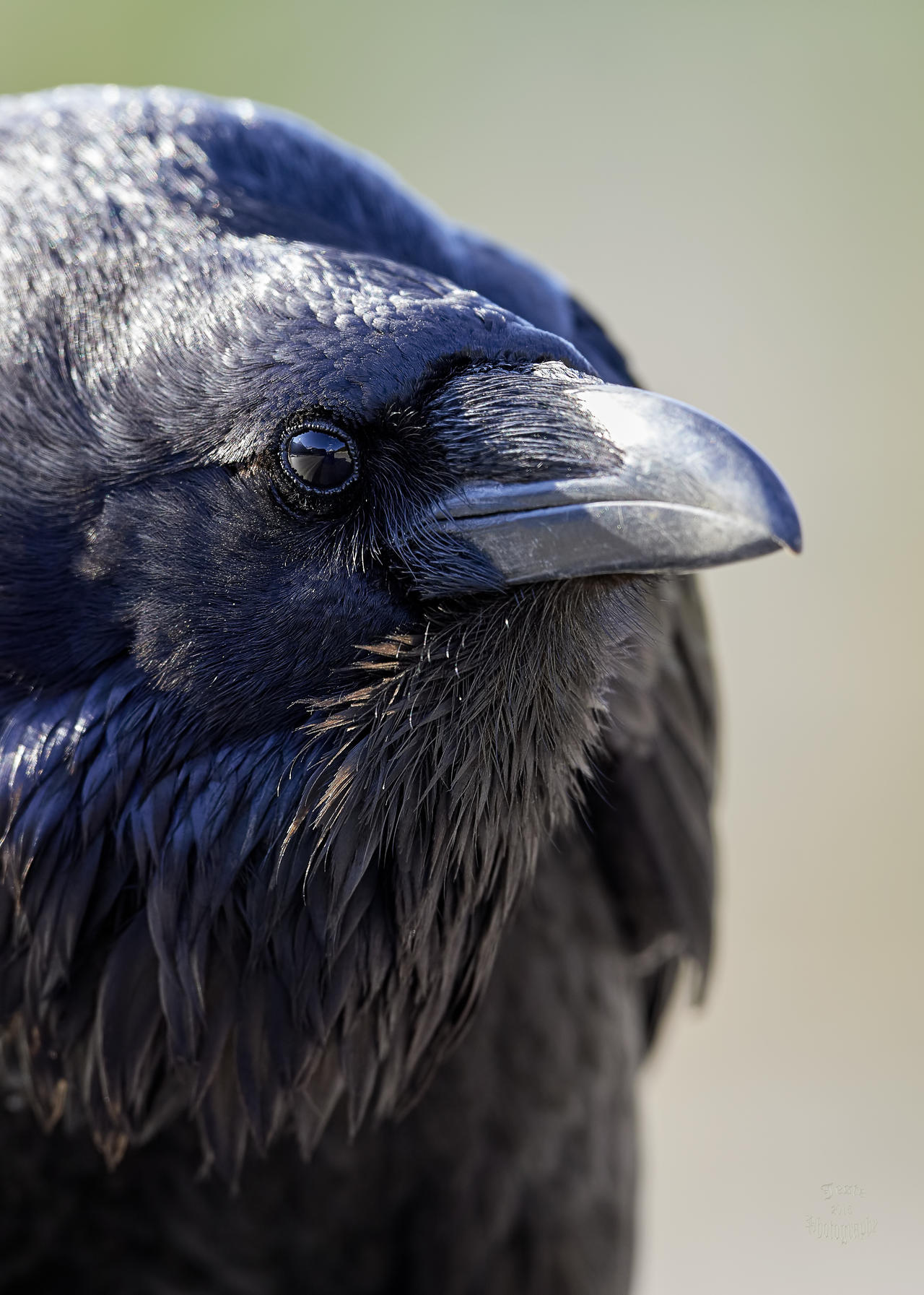 Raven-Nevermore by JestePhotography on DeviantArt