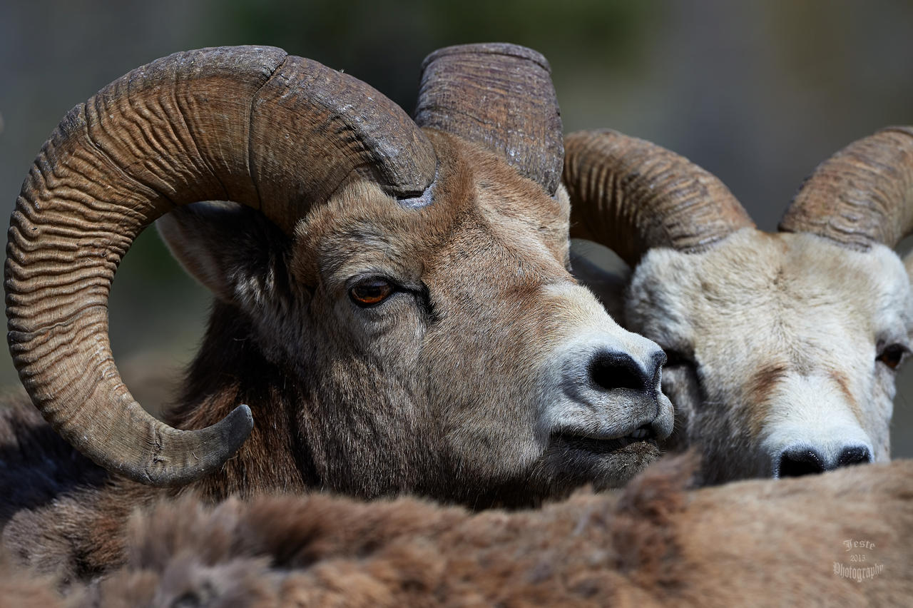 Big Horned Sheep- A Herd's Eye View