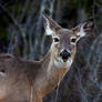 Whitetailed Doe - Evening Grazer