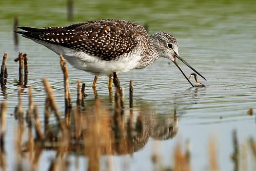 Greater Yellowlegs-Snap it up