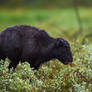 Bison Calf-A Rainy Day