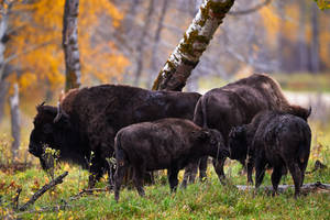 Plains Bison-Sibling Affection