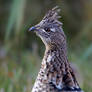 Ruffed Grouse-Vigilant