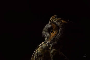 Long Eared Owl - Emerging