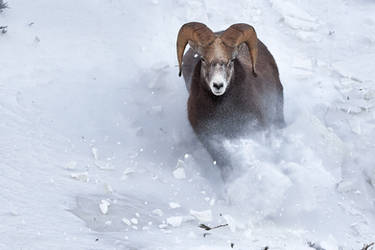 Bighorn Ram-Charge! by JestePhotography