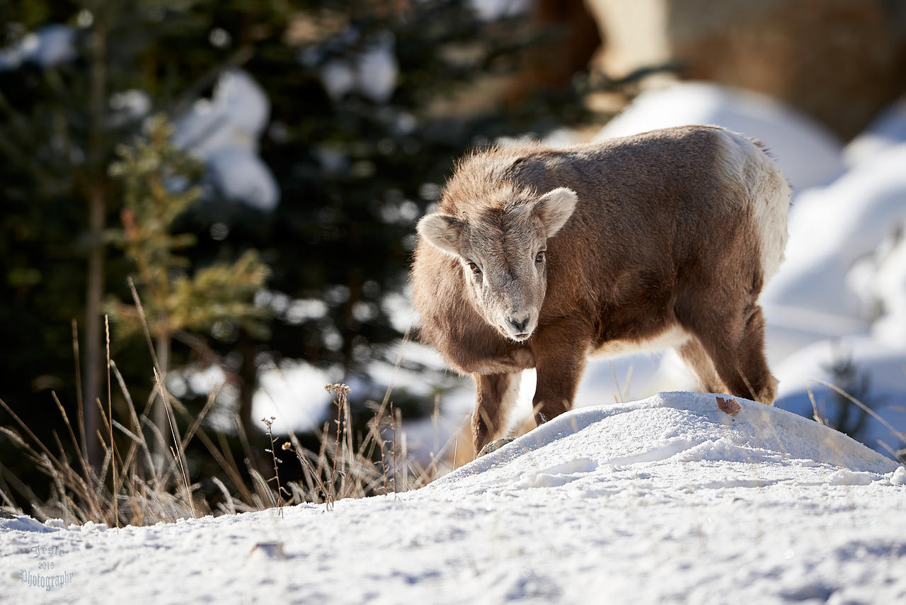 Bighorn Yearling-King of the hill?