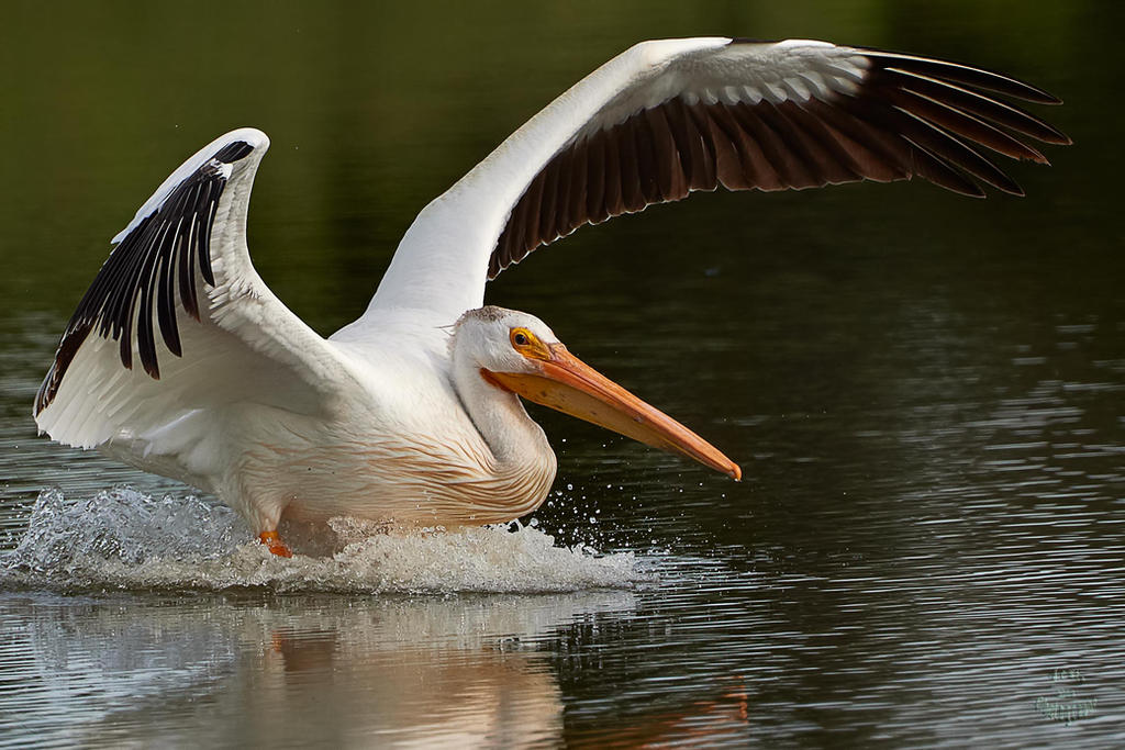 Pelican-Splash by JestePhotography Pelican-Splash by JestePhotography