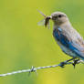 Mountain bluebird - Foraging