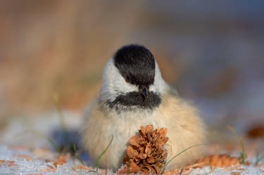 Black Capped Chickadee - Fluffed