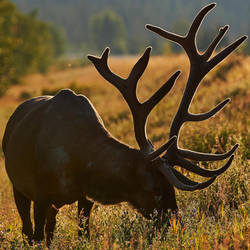 Bull-Elk-Velvet Morning